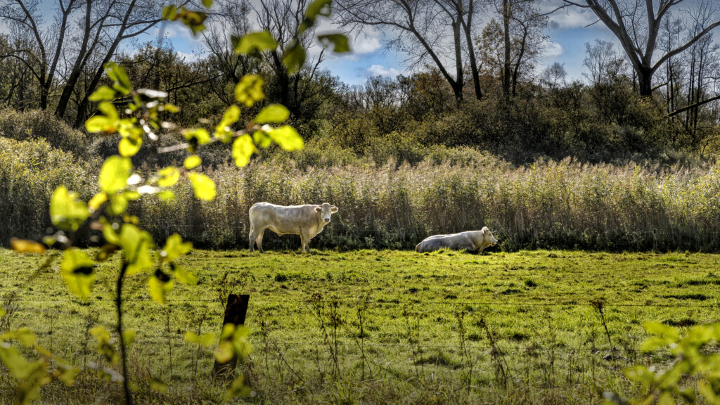 Weiland met schapen langs een rietkraag