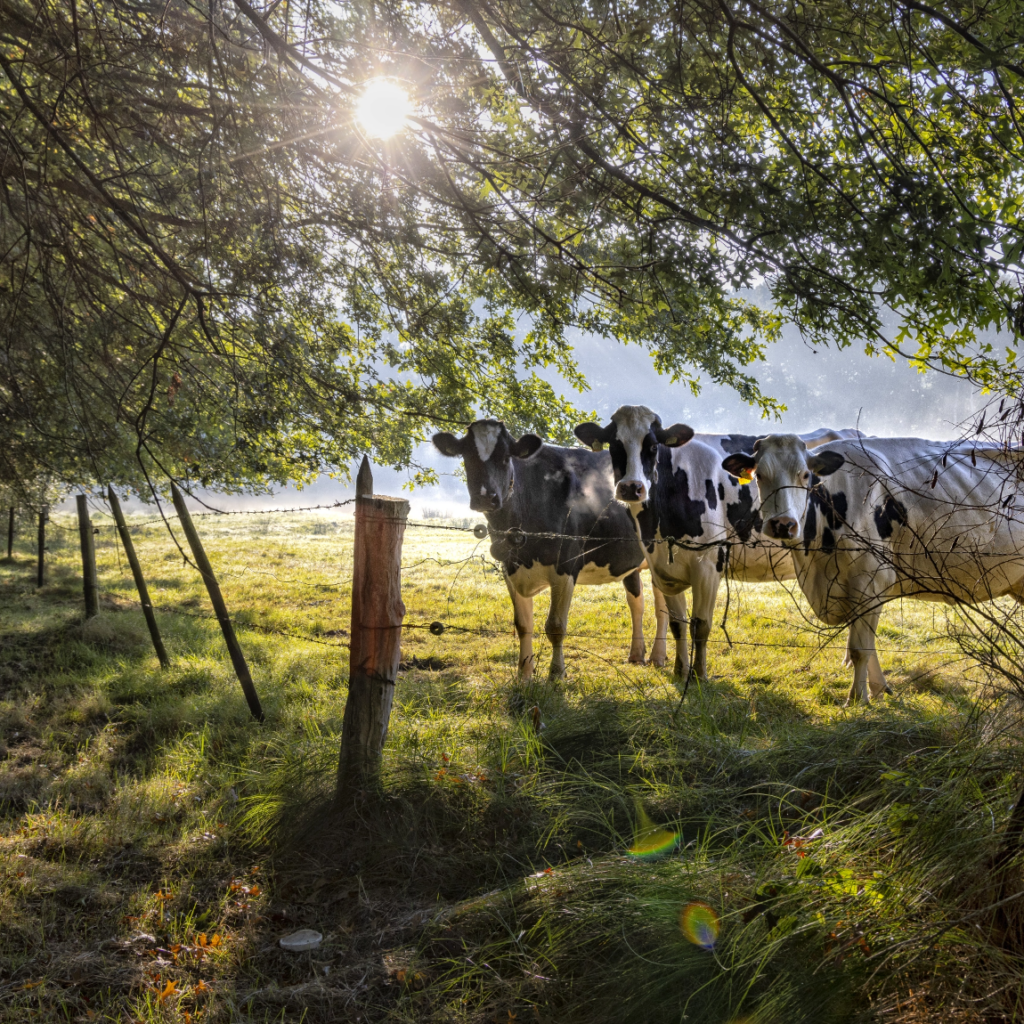 Melkkoeien achter een afrastering in het tegenlicht